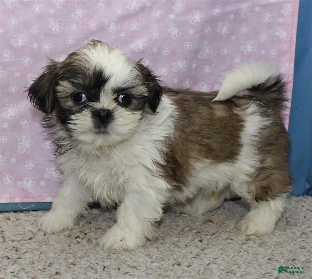 Shih Tzu dogs for sale: Julane - Ad 2