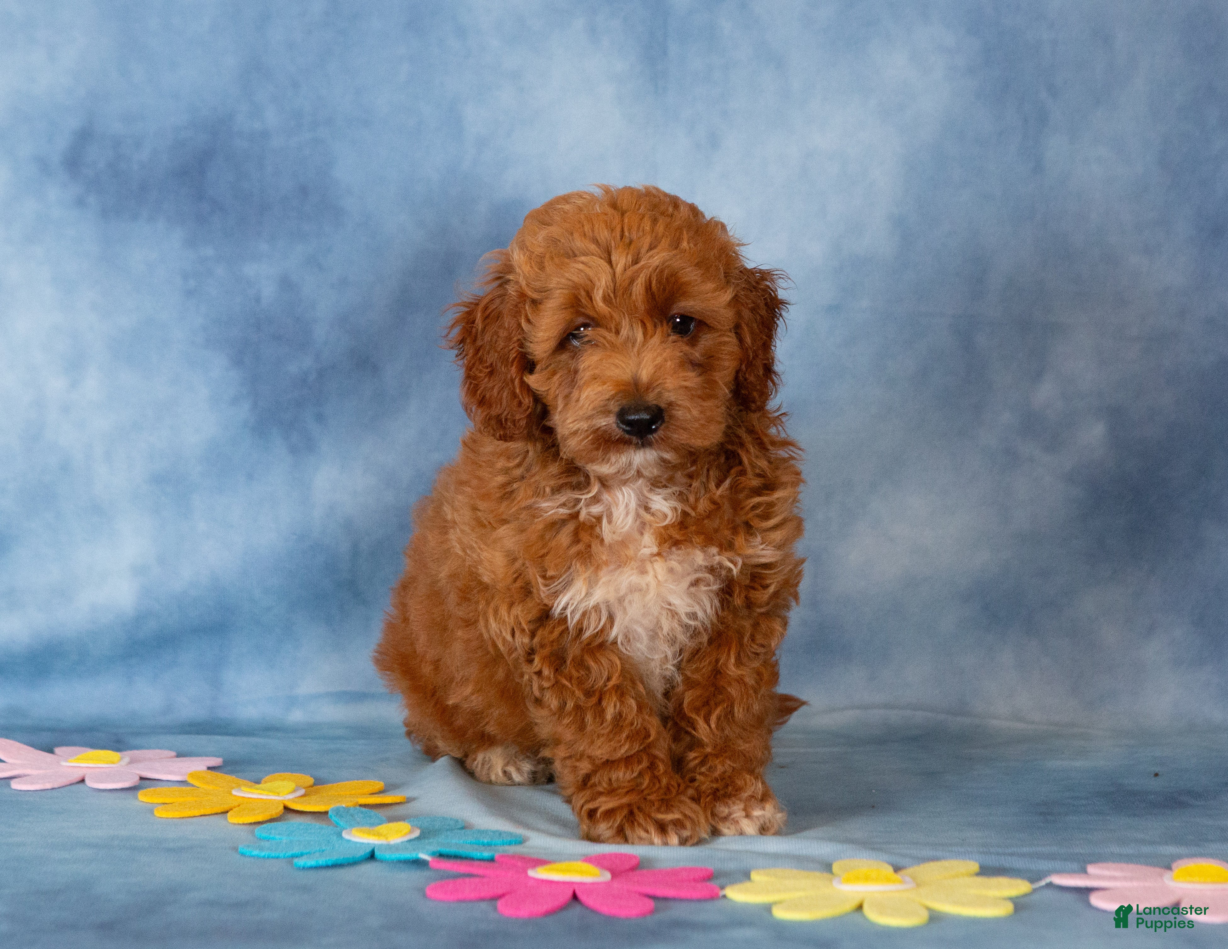 Cockapoo dogs Peter - Ad 2