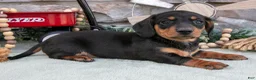 Miniature Dachshund dogs for sale: Myles - Ad 3