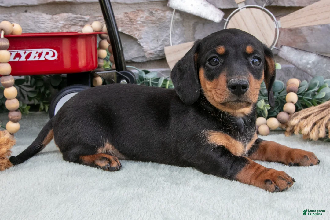 Miniature Dachshund dogs for sale: Myles - Ad 3