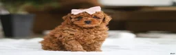 Maltipoo dogs for sale: Allie - Ad 1