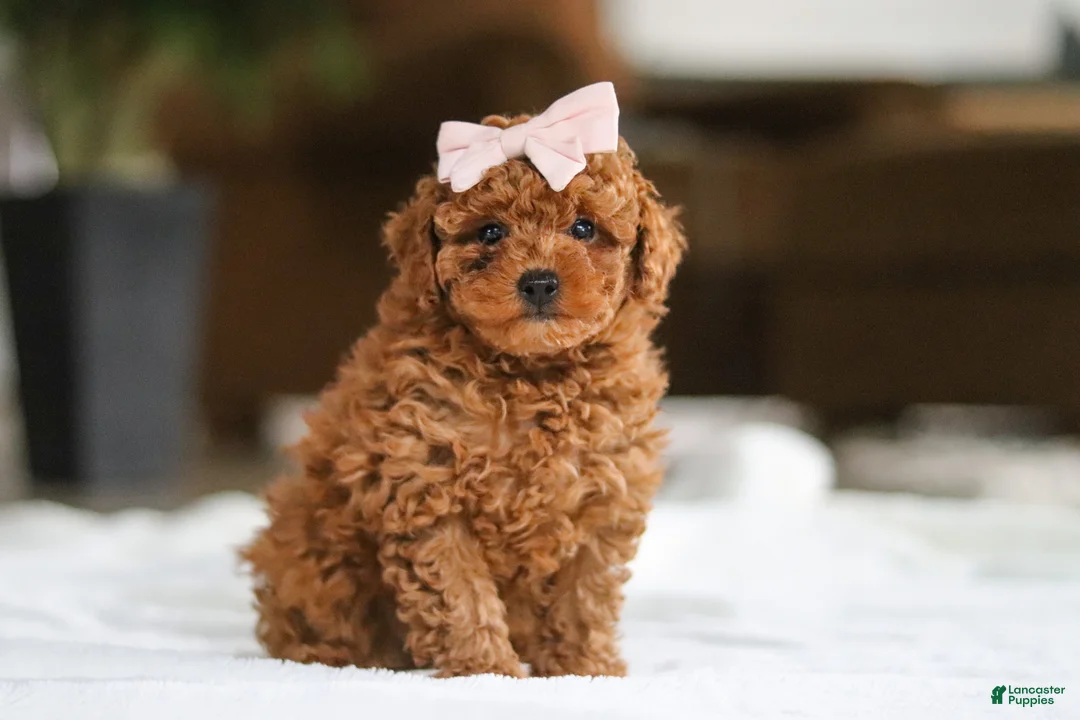 Maltipoo dogs for sale: Allie - Ad 1