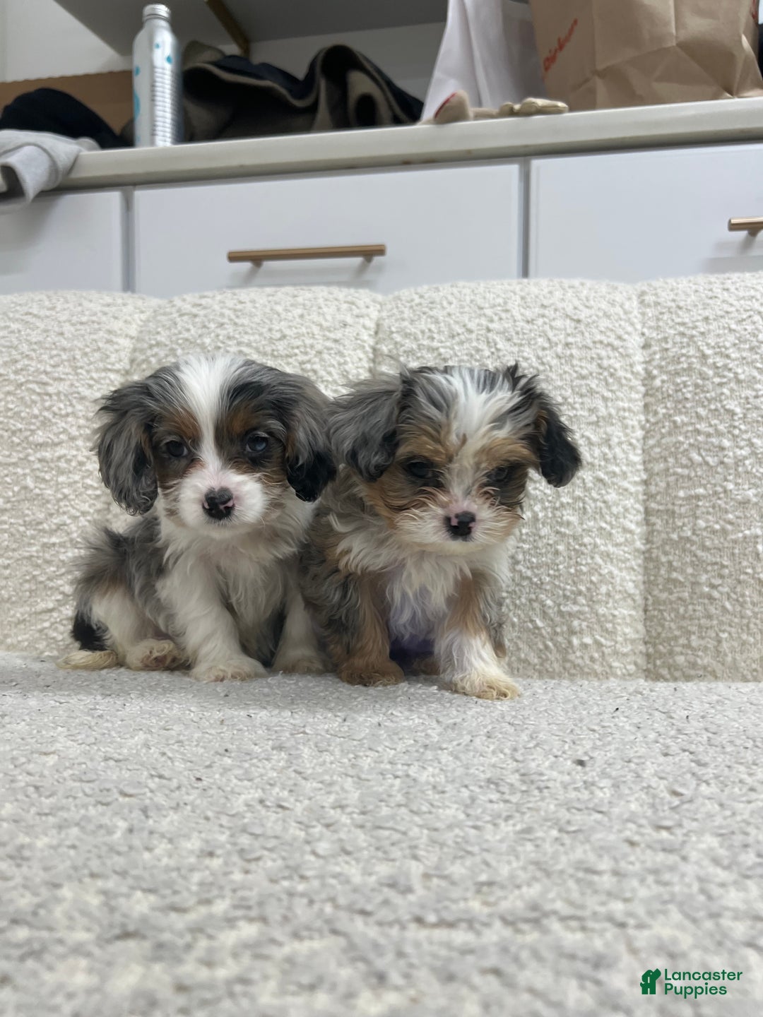 Cavapoo dogs for sale: Ruben - Ad 5