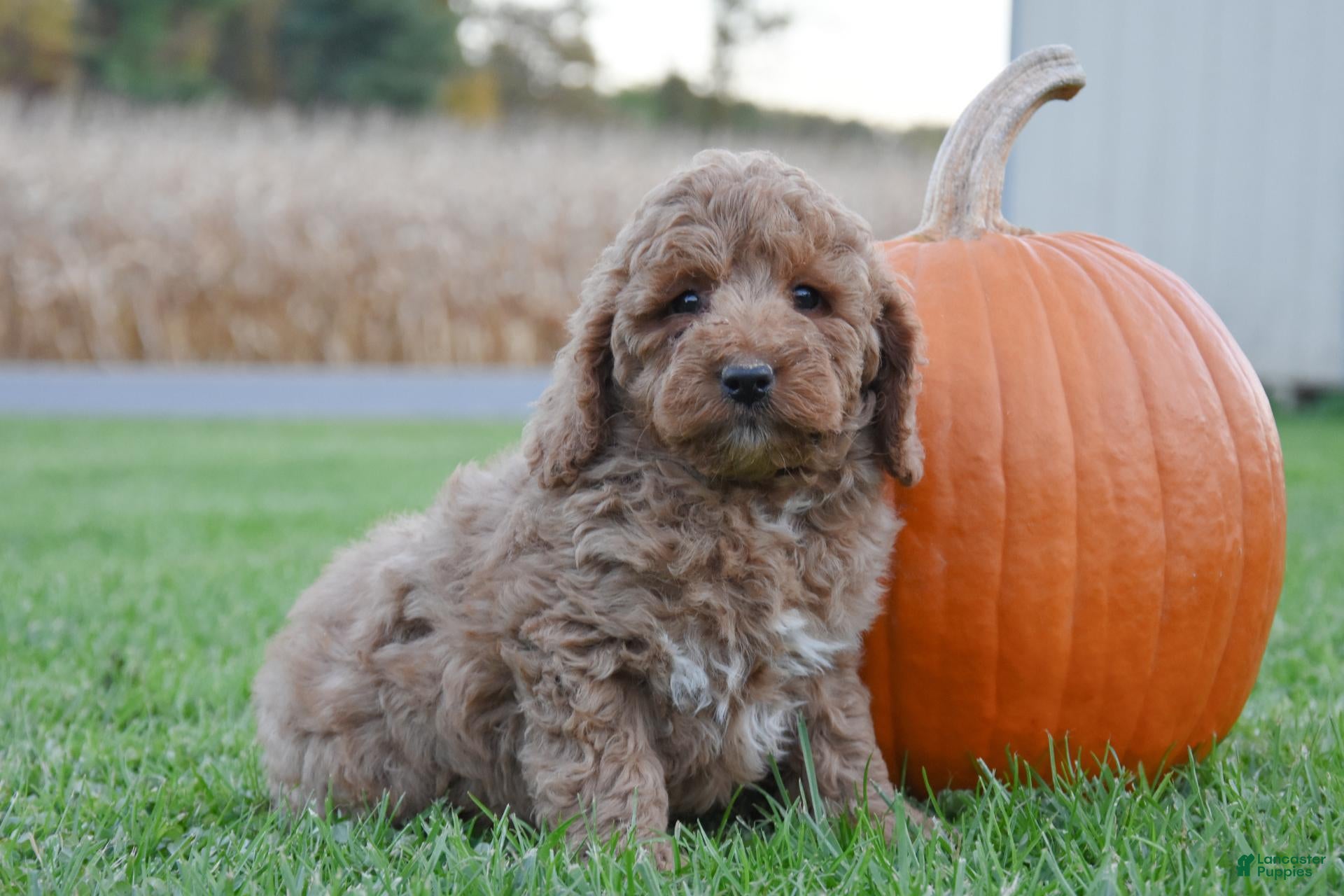 Cockapoo dogs for sale: Phoenix - Ad 2