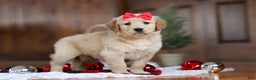 Golden Retriever dogs for sale: Honey - Ad 5
