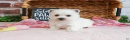 West Highland Terrier dogs for sale: Caroline - Ad 7