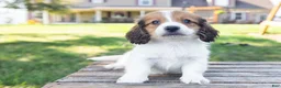 Miniature Dachshund dogs for sale: Hobbes - Ad 6