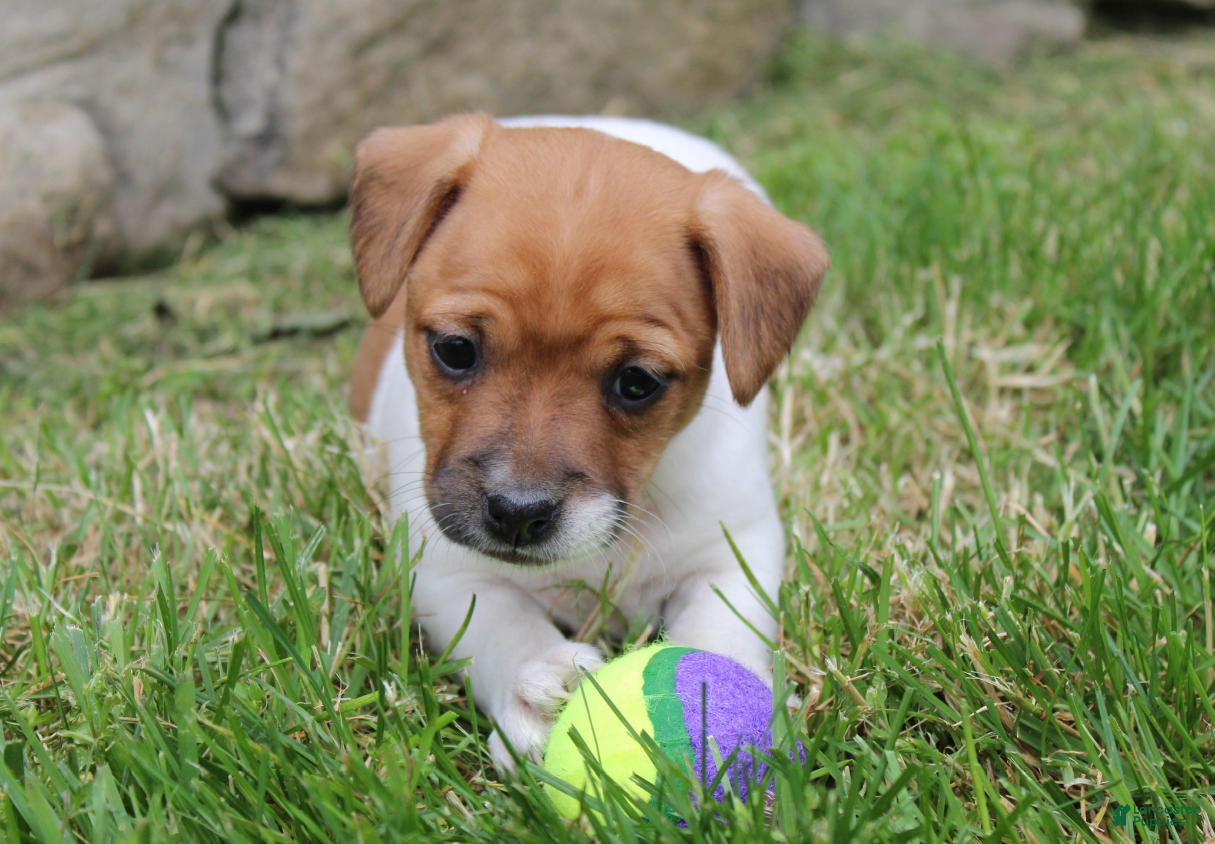 Jack Russell Terrier dogs Zoey - Ad 2