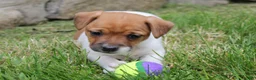 Jack Russell Terrier dogs for sale: Zoey - Ad 2