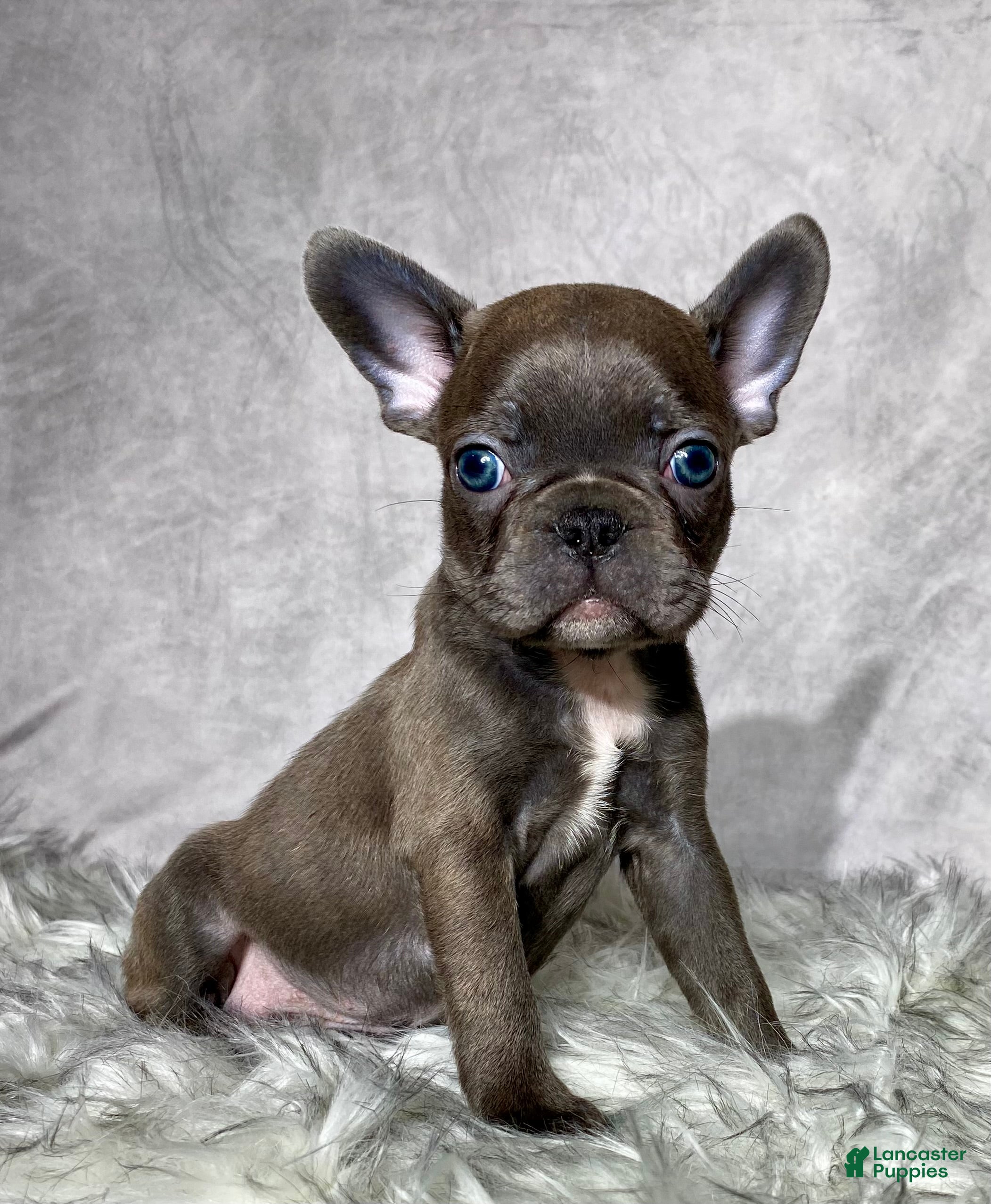 Mixed Breed dogs Mr. Maverick  - Ad 1