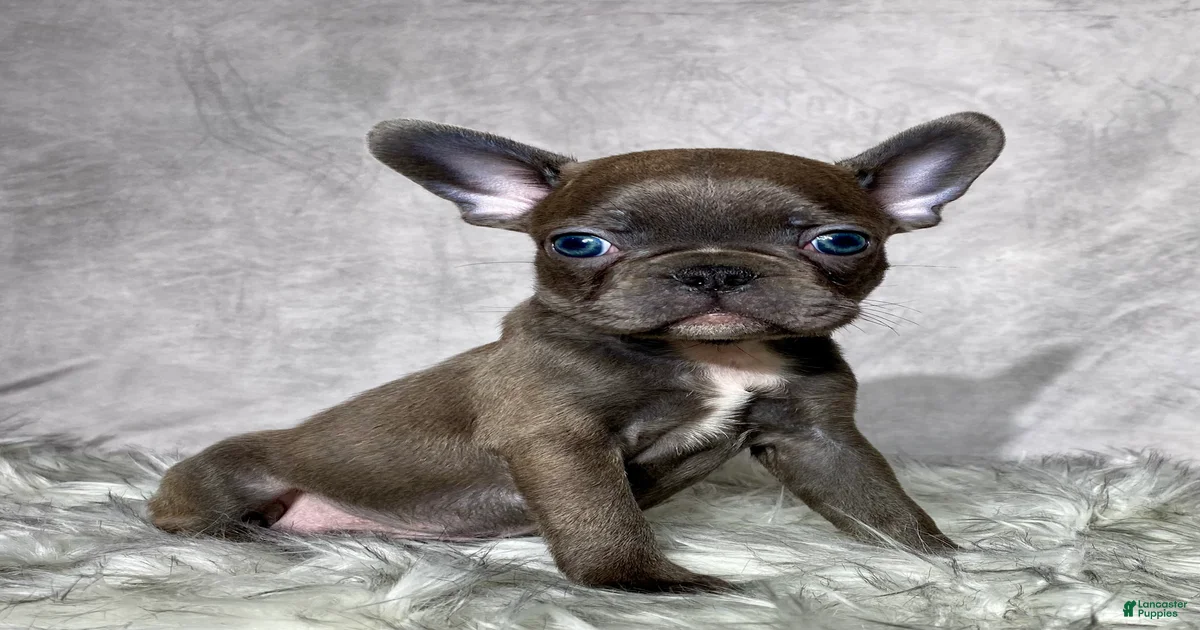 Mr. Maverick Mixed Breed for sale in Holmesville | Lancaster Puppies