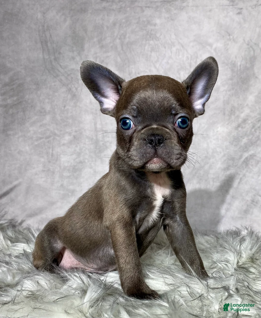 Mixed Breed dogs for sale: Mr. Maverick  - Ad 1