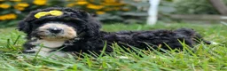 Bernedoodle dogs for sale: Dolly🎀  - Ad 1