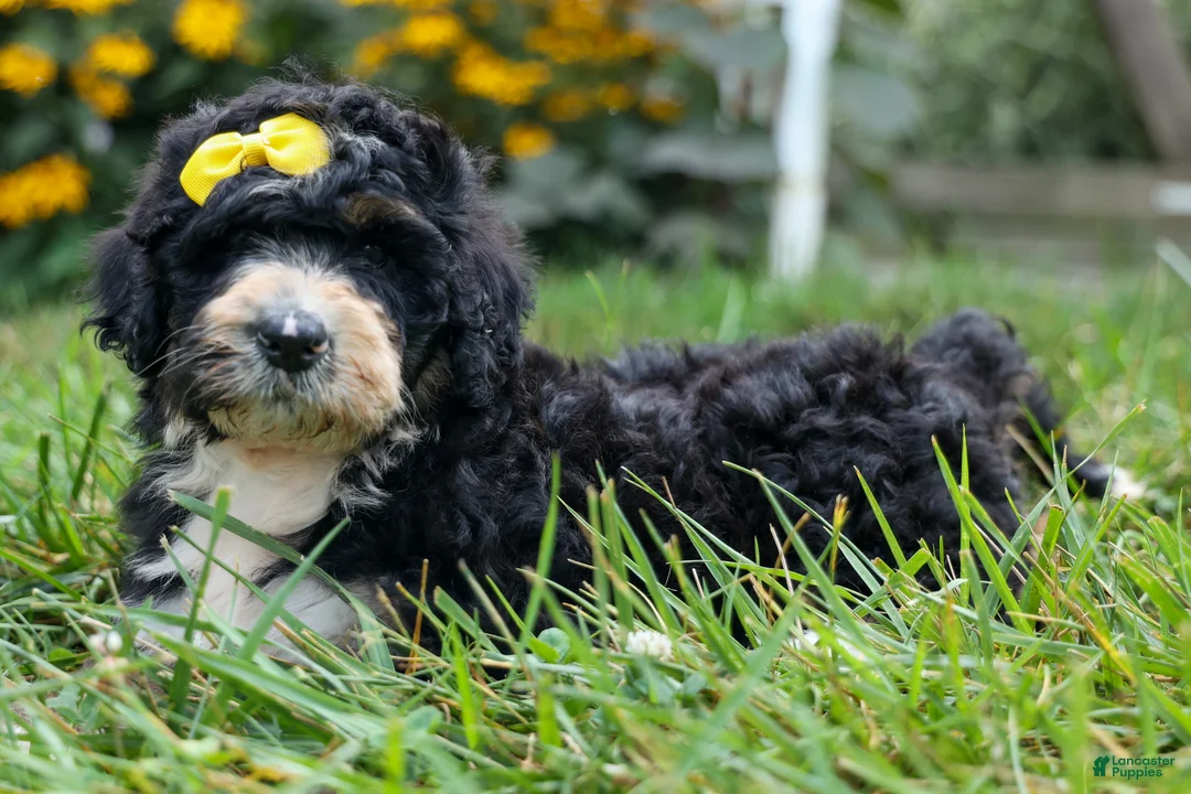 Bernedoodle dogs for sale: Dolly🎀  - Ad 1