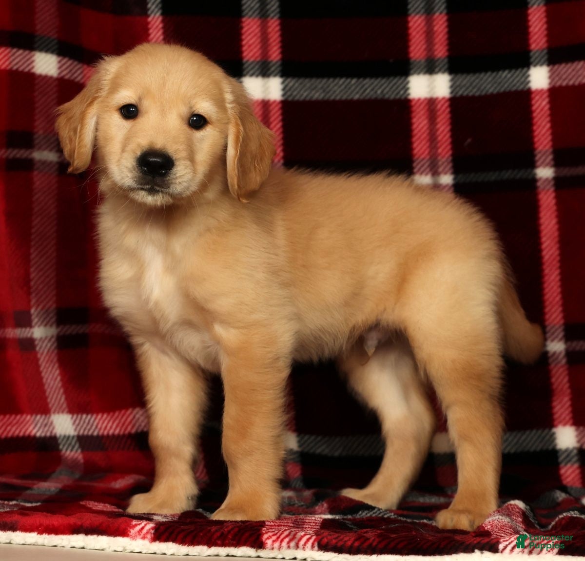 Golden Retriever dogs Rambo - Ad 2