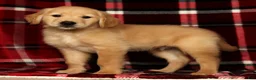 Golden Retriever dogs for sale: Rambo - Ad 2