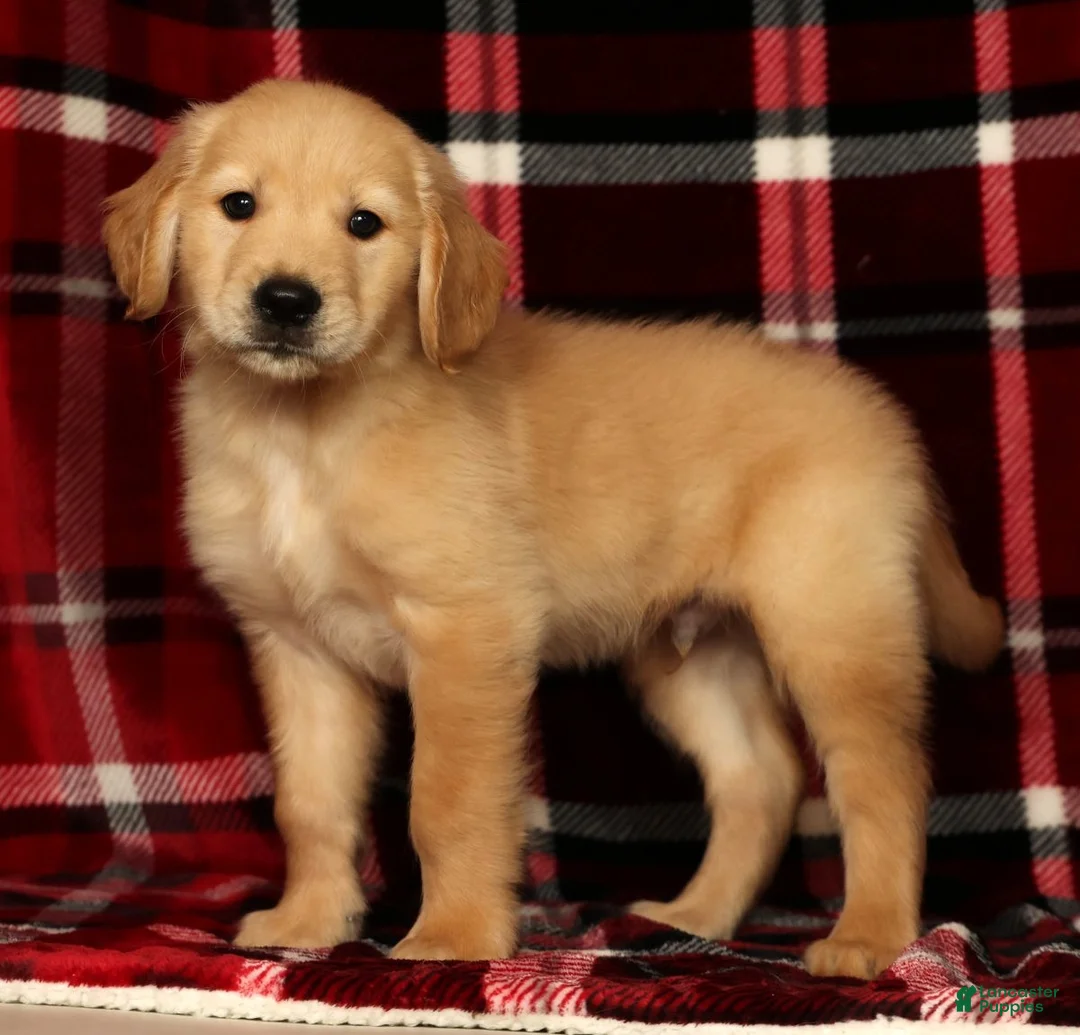 Golden Retriever dogs for sale: Rambo - Ad 2