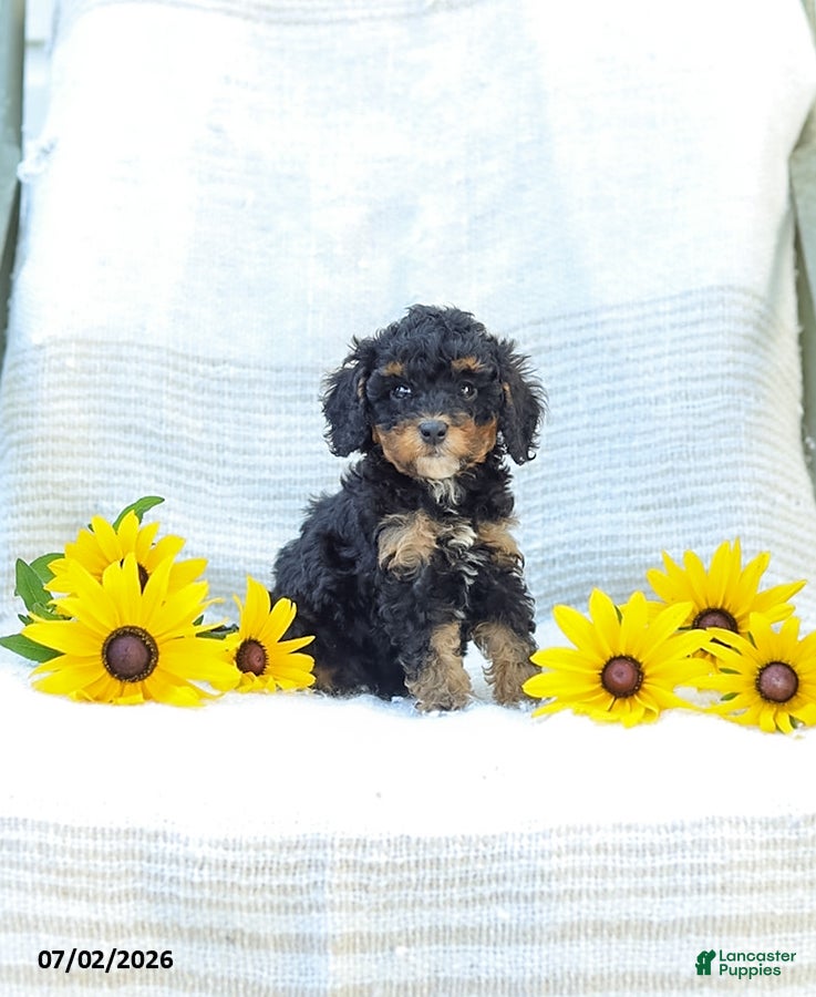 Cavapoo dogs Krissy - Ad 2