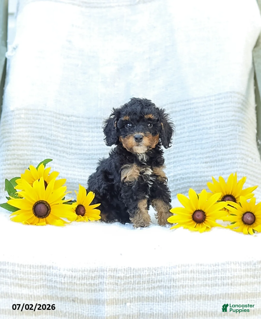 Cavapoo dogs for sale: Krissy - Ad 2