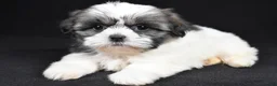 Shih Tzu dogs for sale: Gina - Ad 5