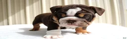English Bulldog dogs for sale: Blaze - Ad 3