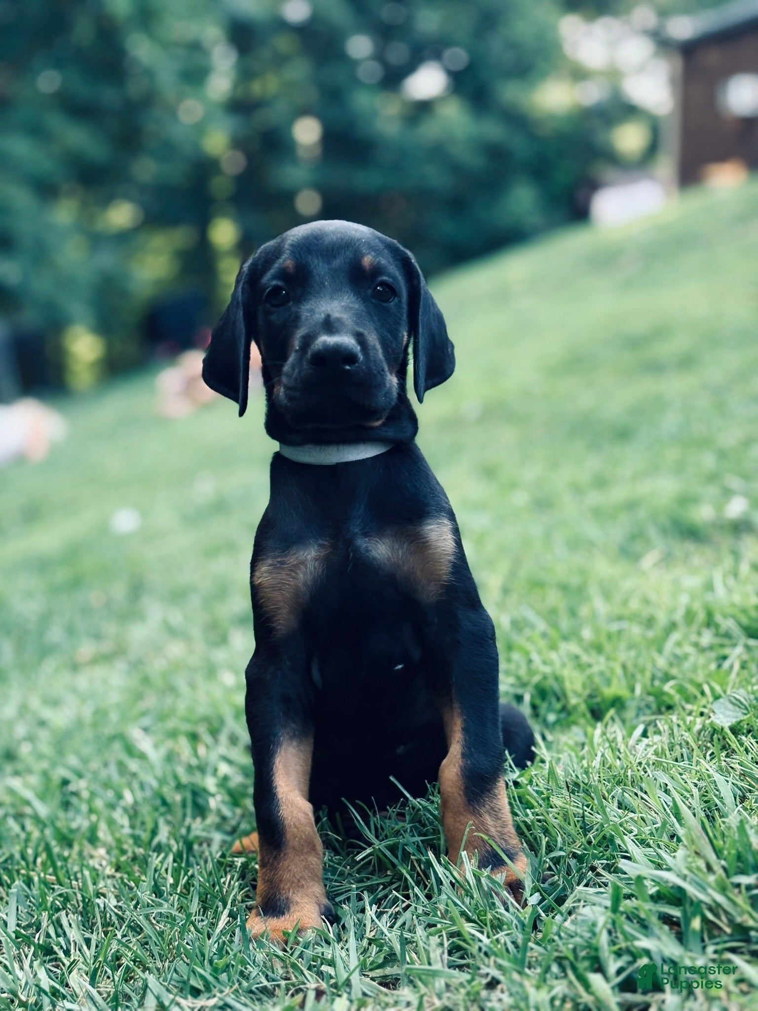 Doberman Pinscher dogs Ghost - Ad 1
