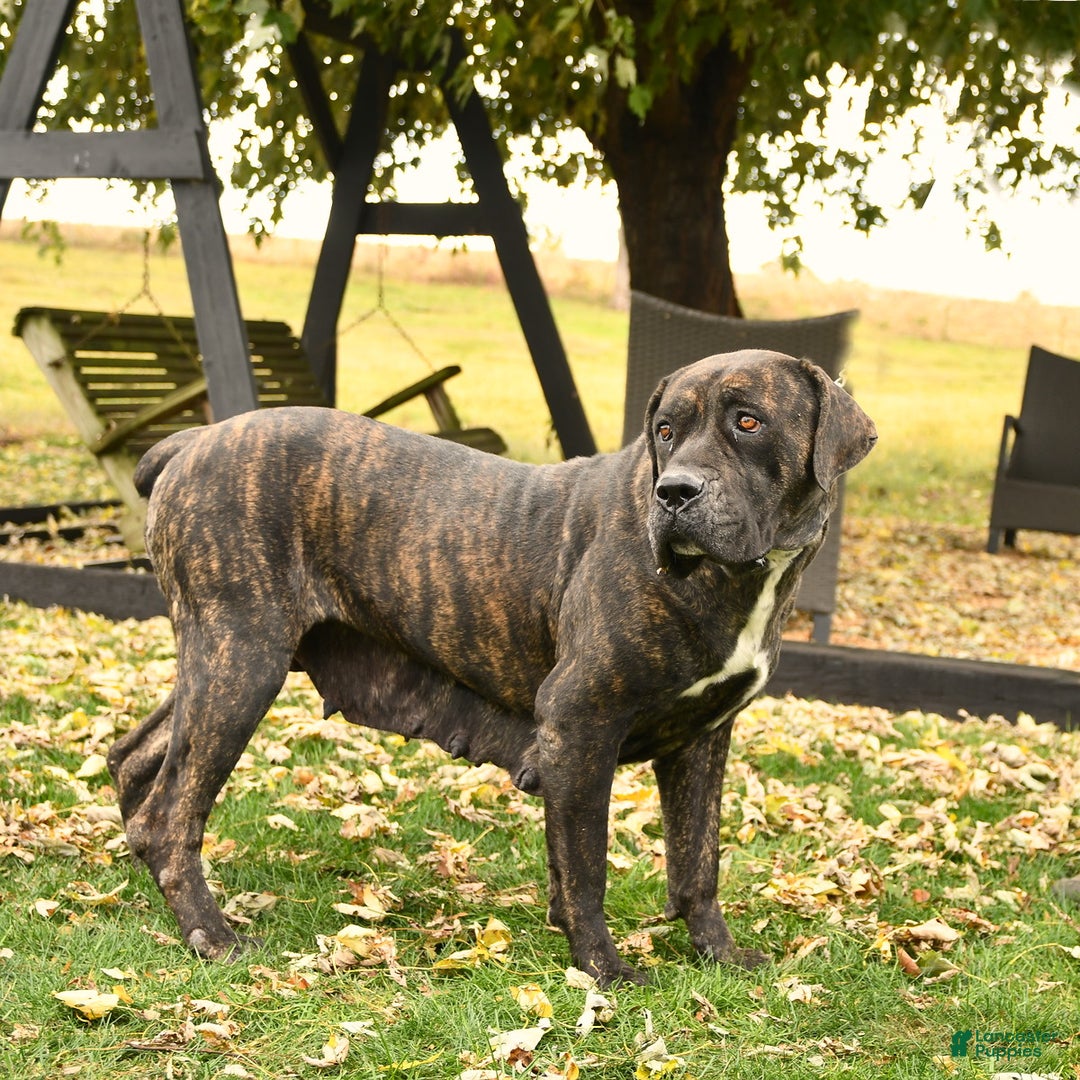 Cane Corso dogs for sale: Penny - Ad 11