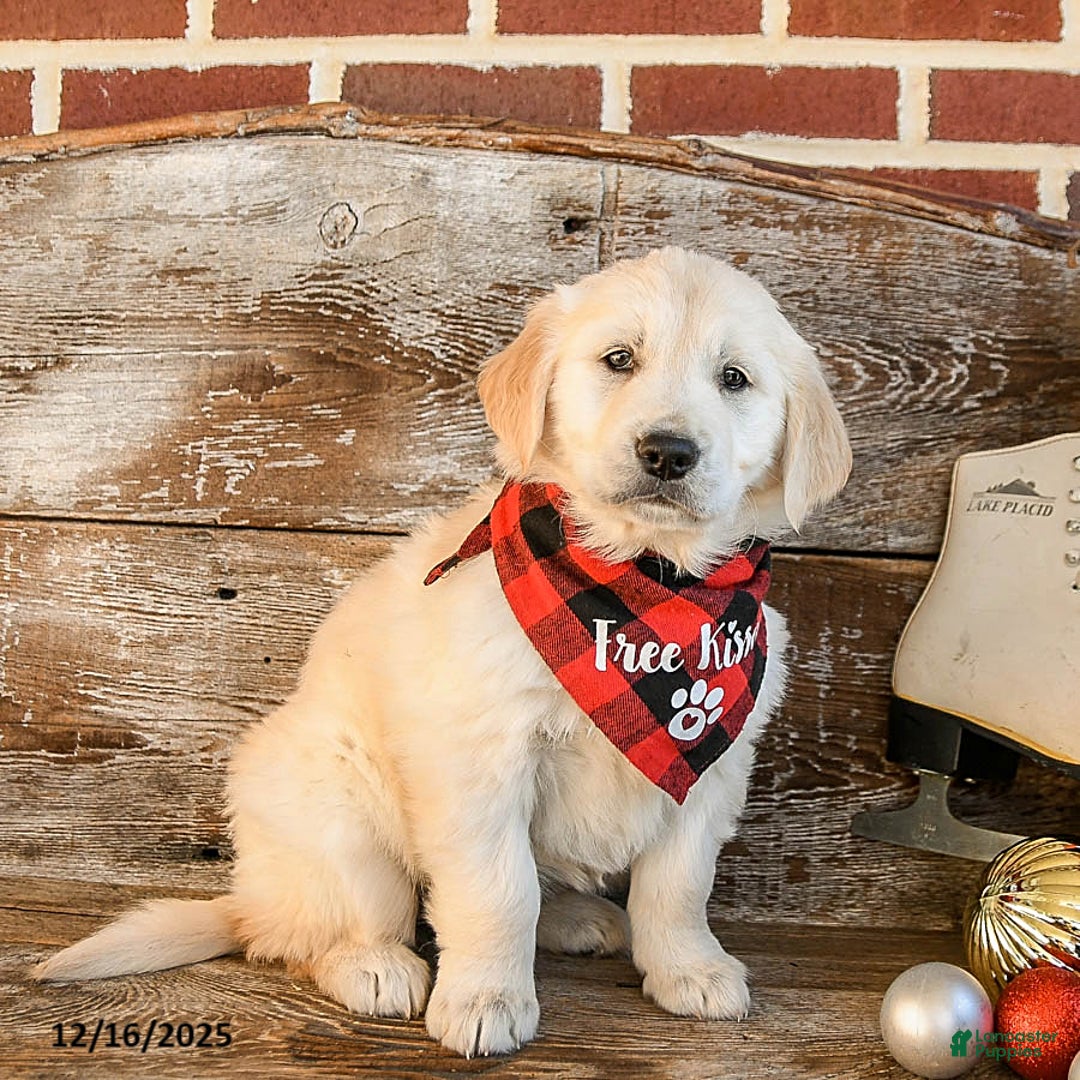 Golden Retriever dogs for sale: Lady - Ad 2