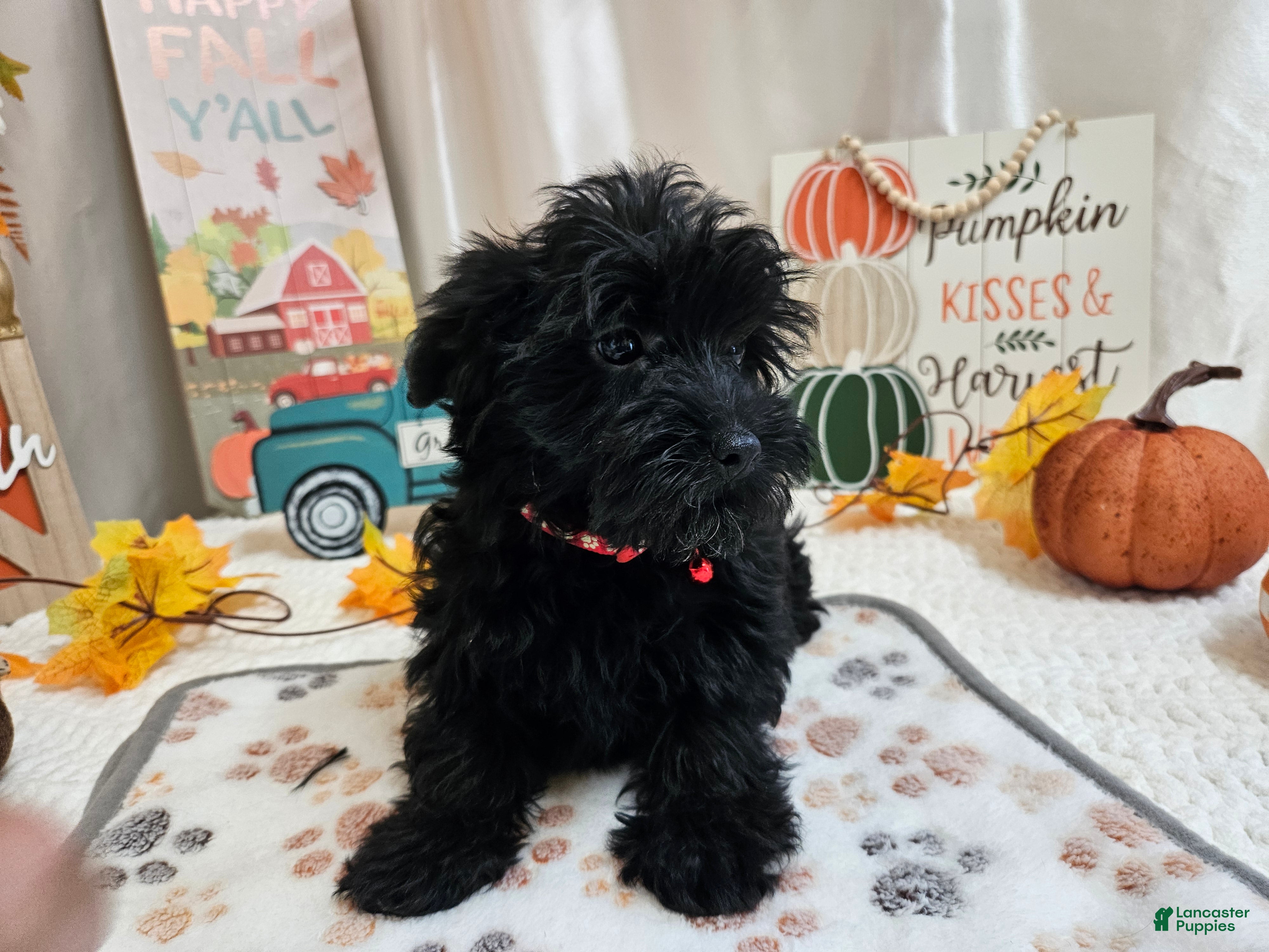 Yorkiepoo