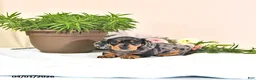Miniature Dachshund dogs for sale: Primrose - Ad 1