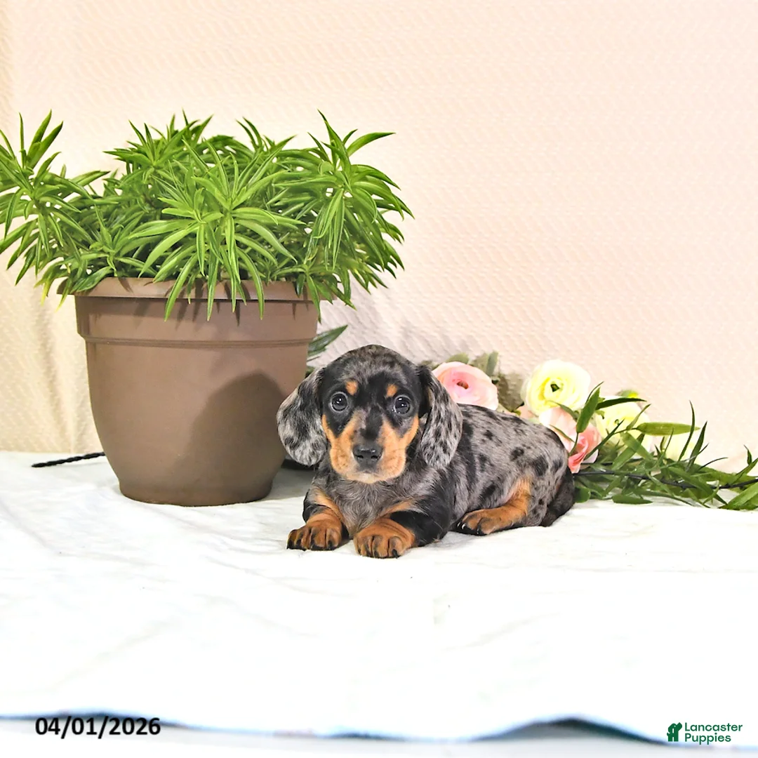 Miniature Dachshund dogs for sale: Primrose - Ad 1