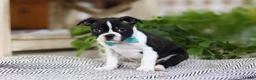 Boston Terrier dogs for sale: Snickers - Ad 3