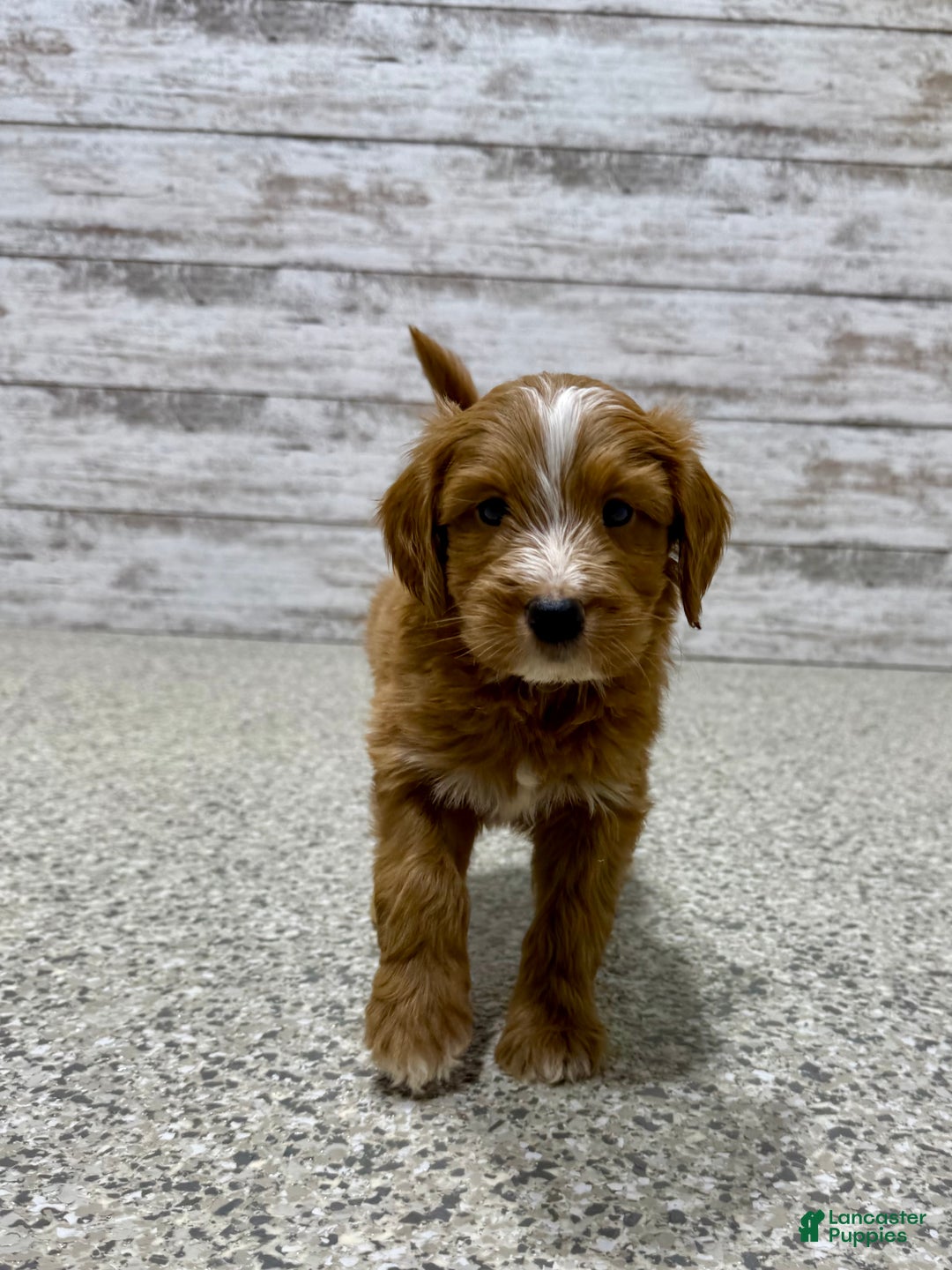 Mini Goldendoodle dogs for sale: Liam - Ad 2