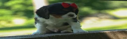 Cavalier King Charles Spaniel dogs for sale: Bentley 🐾🐶 - Ad 16