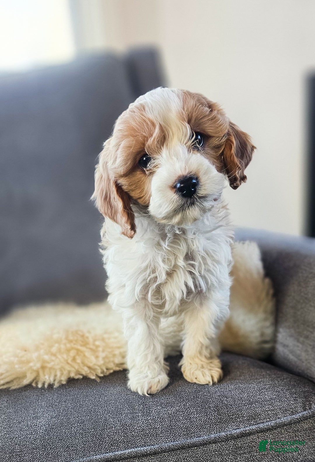 Cavapoo dogs for sale: Cupid - Ad 4