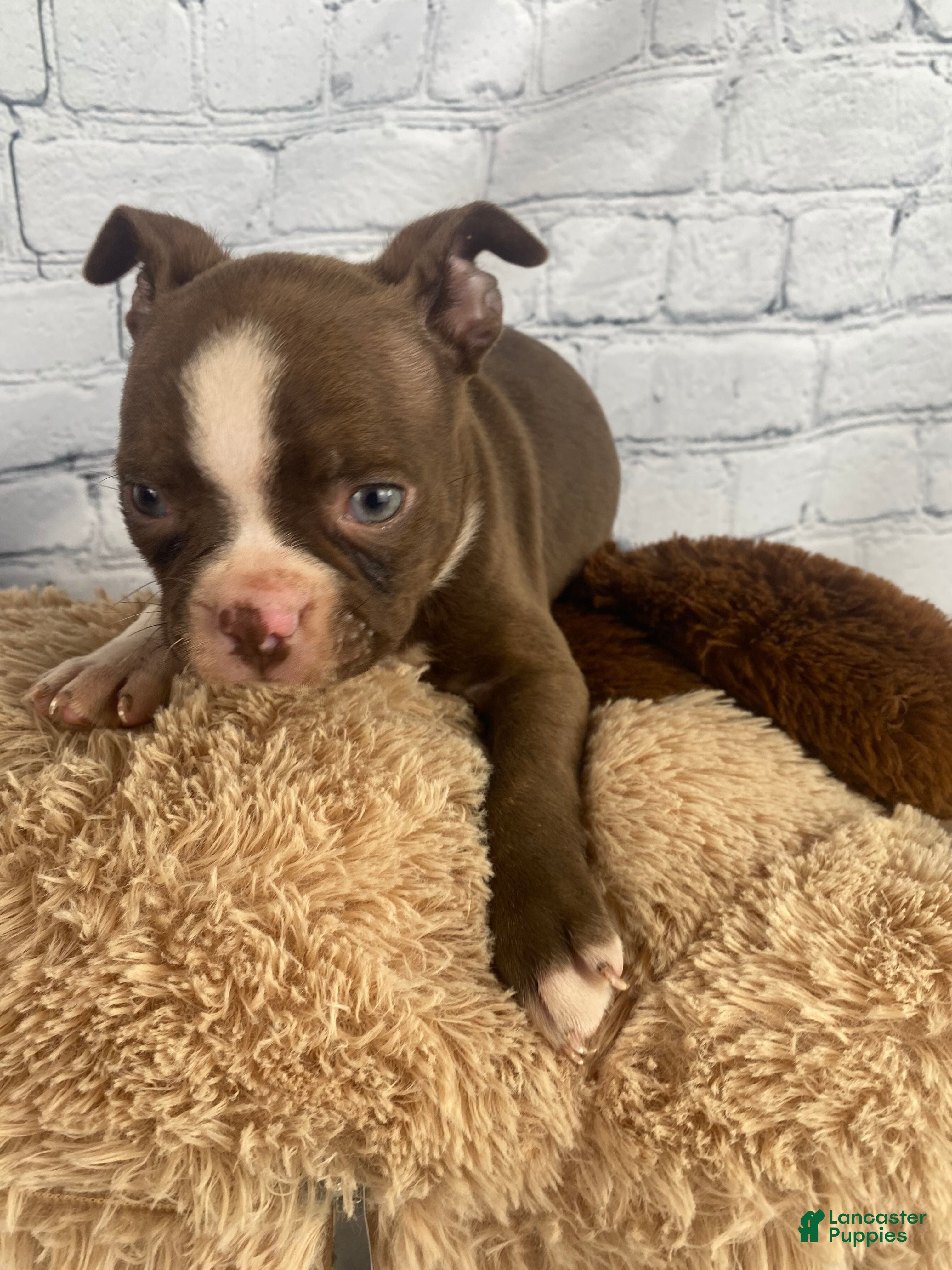 Boston Terrier dogs Max - Ad 1