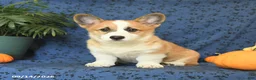 Welsh Corgi Pembroke dogs for sale: Ginger - Ad 3