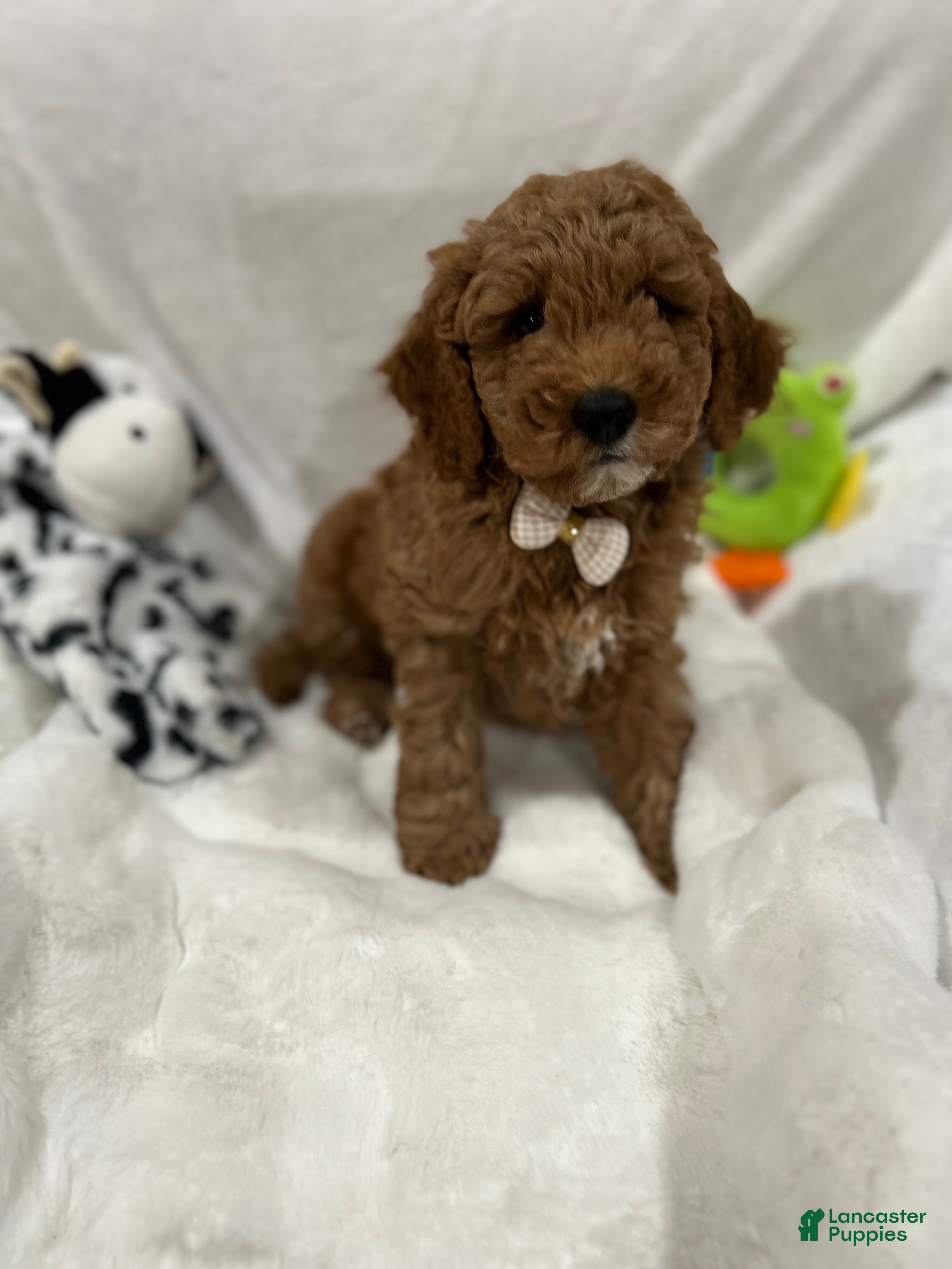 Mini Goldendoodle dogs Petite Valentino Mini Goldendoodle Puppy 1 - Ad 2