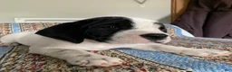 Beabull dogs for sale: Lexi - Ad 3