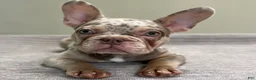 French Bulldog dogs for sale: Misty - Ad 5