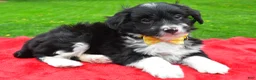 Mini Aussiedoodle dogs for sale: Benji - Ad 2