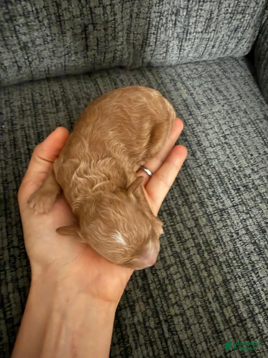 Toy Poodle dogs for sale: Lana - Ad 2