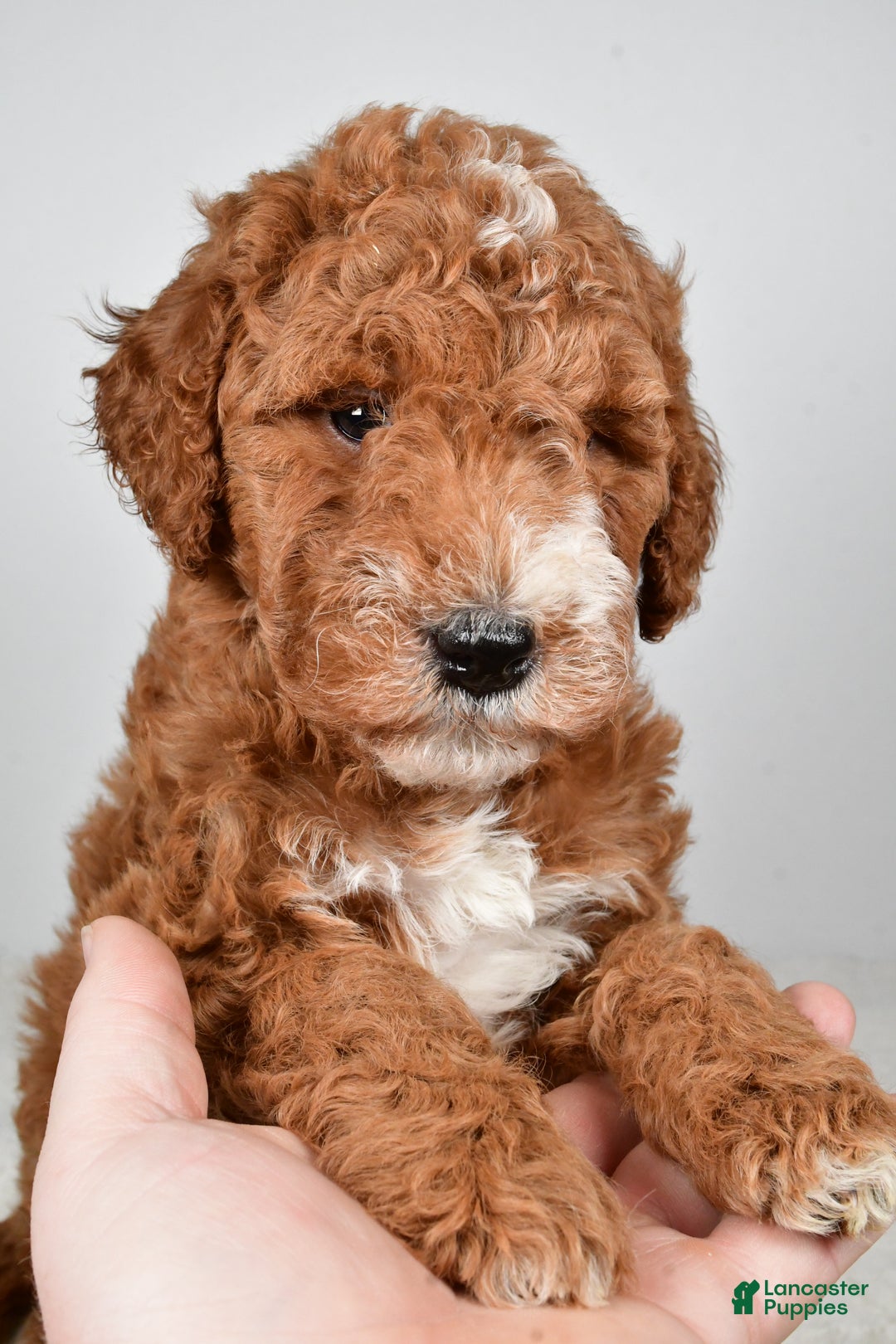 Labradoodle dogs for sale: Nikki - Ad 11