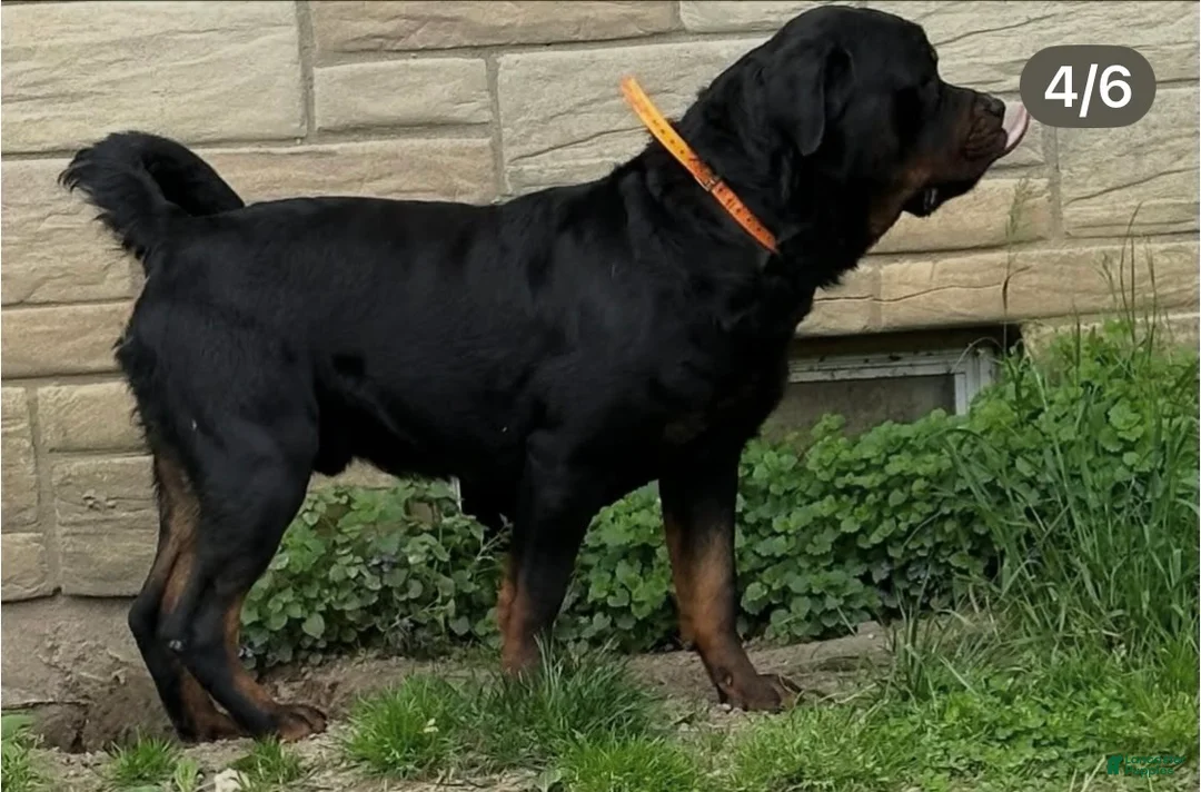 Rottweiler dogs for sale: Rottweiler 1 - Ad 21