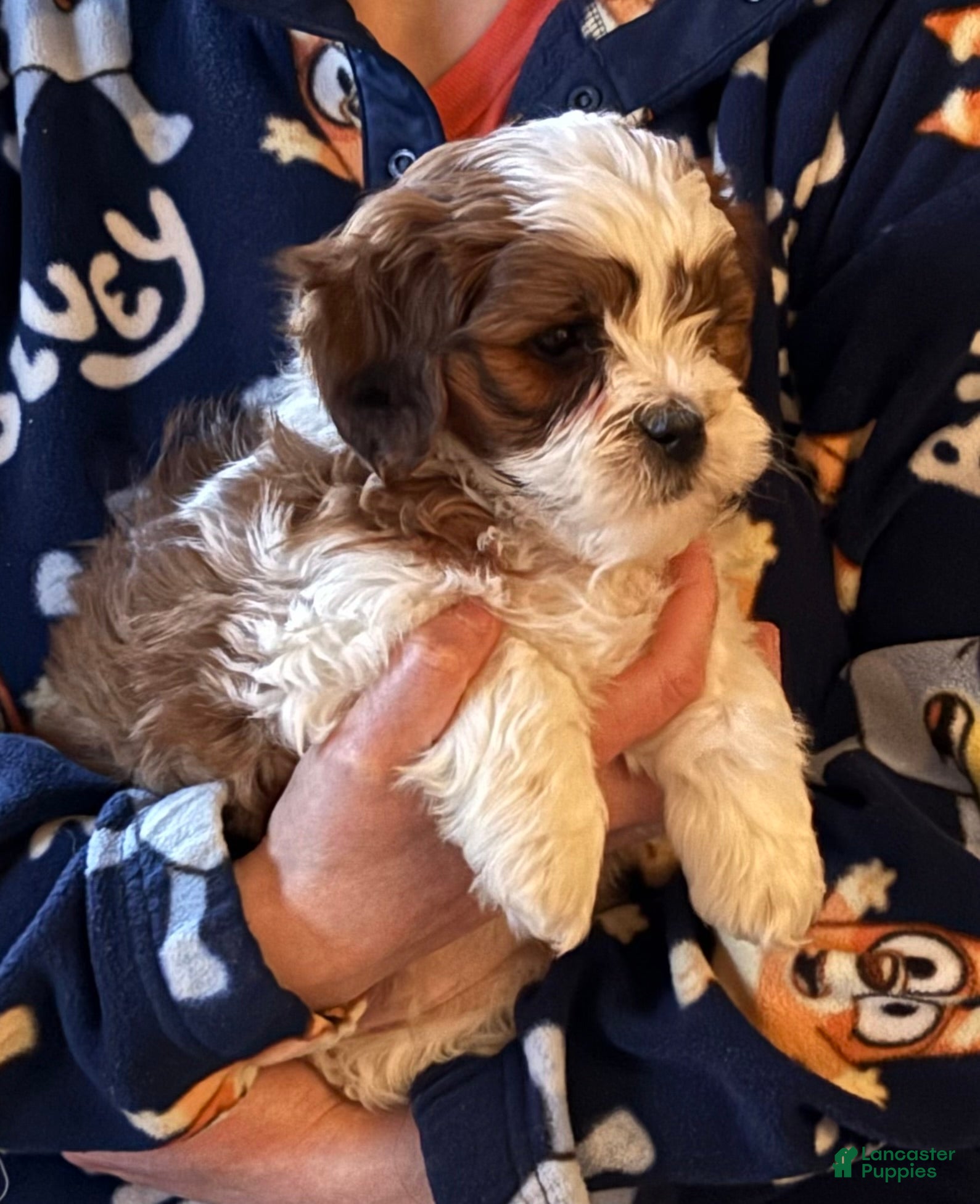 Shihpoo dogs Sushi - Ad 1