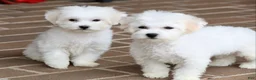 Teddy Bear dogs for sale: Savannah - Ad 21