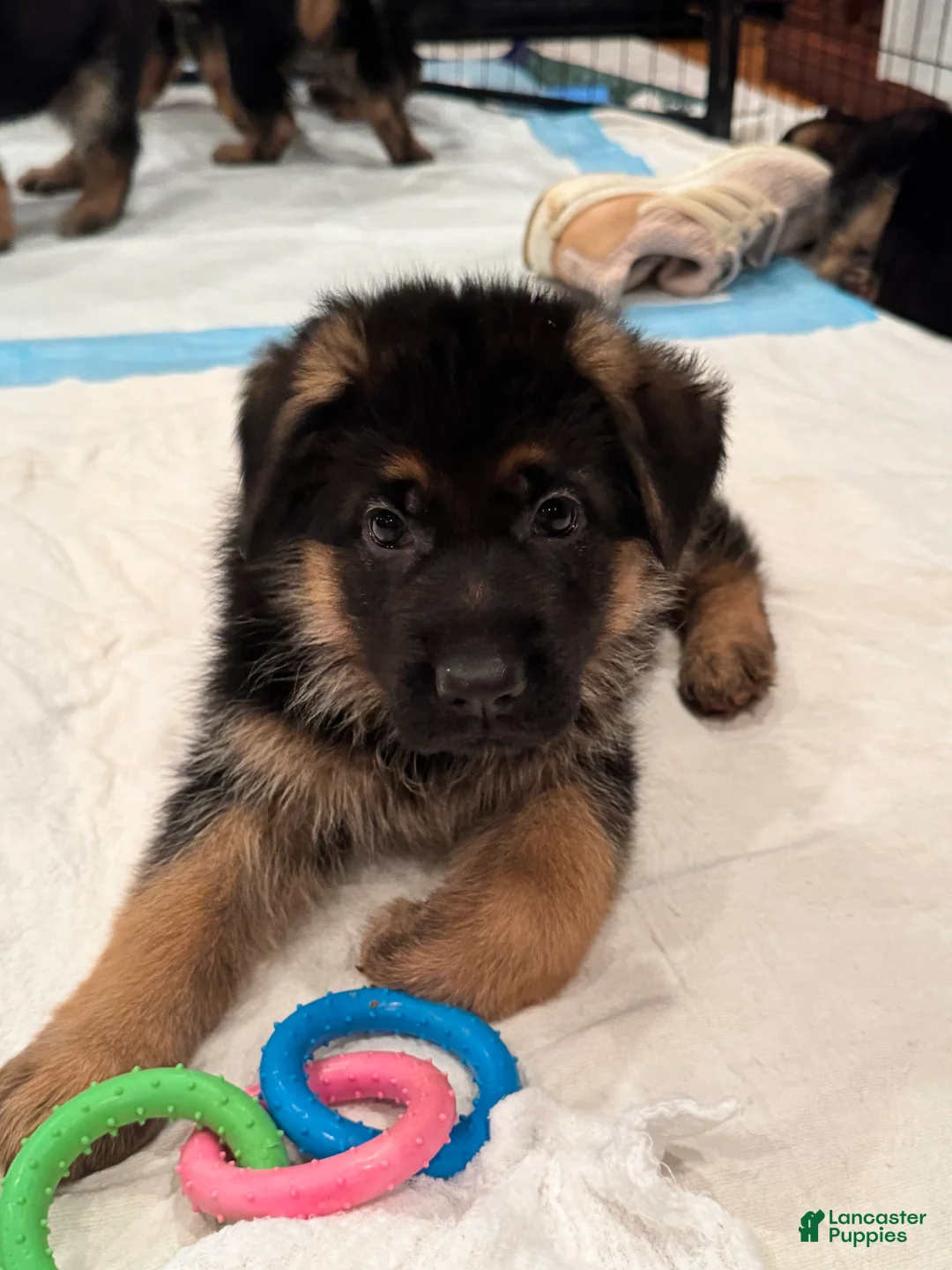 German Shepherd dogs for sale: German Shepherd Puppy 1 - Ad 7