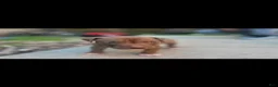 American Bully dogs for sale: Pinky - Ad 3