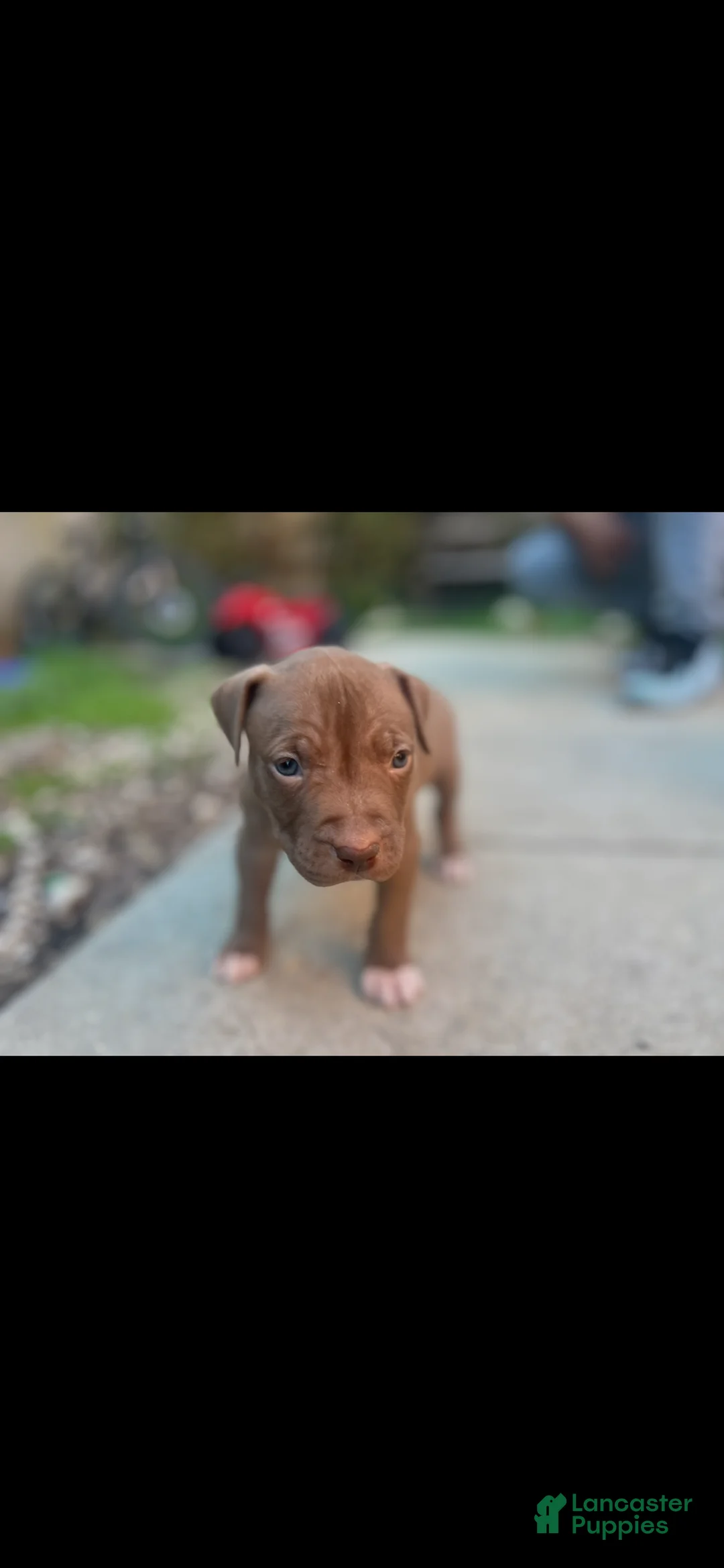 American Bully dogs for sale: Pinky - Ad 3