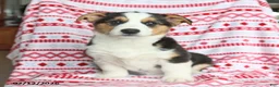 Welsh Corgi Pembroke dogs for sale: Irene - Ad 2